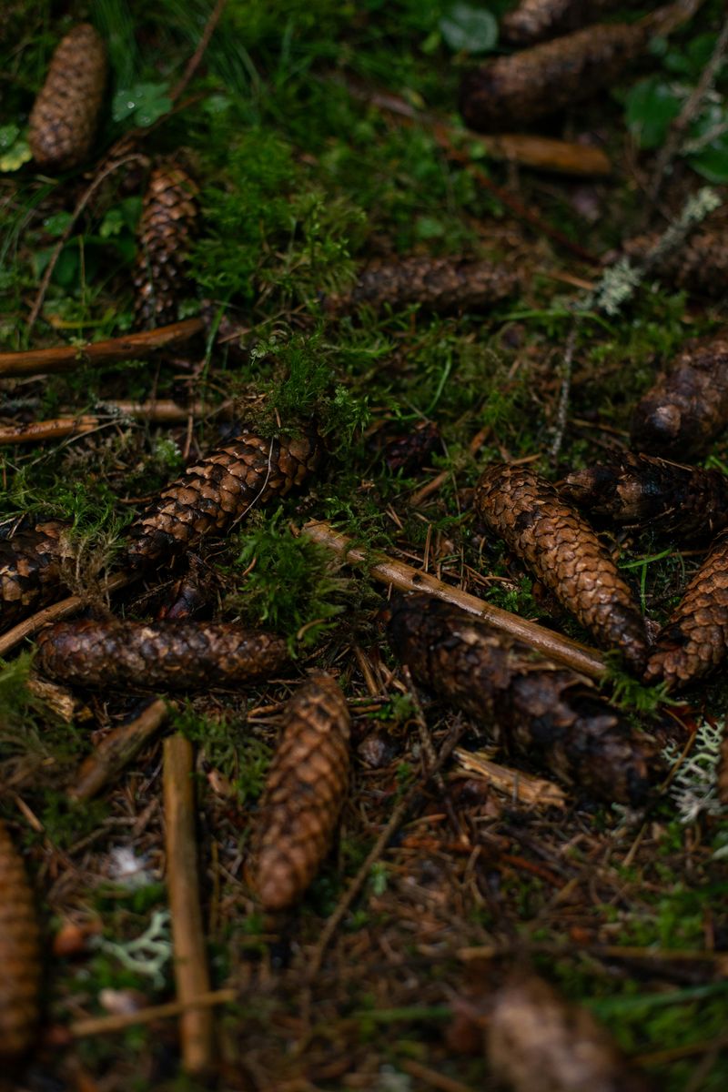 Decomposing Pine Cones Draw Earthworms In