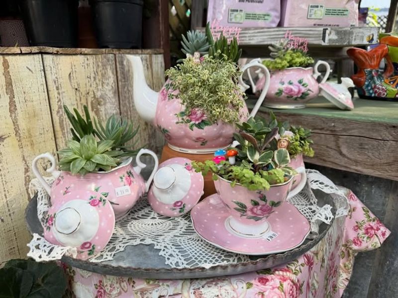 Decorative Pot Saucers Hold Moisture After Watering Decorative Pot Saucers Hold Moisture After Watering