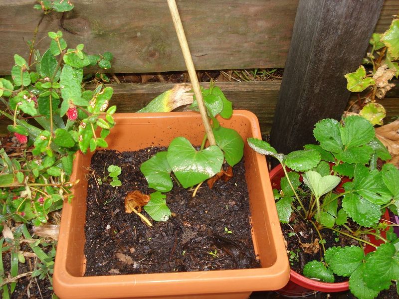 Deep Containers Produce Better Harvests Over Time Deep Containers Produce Better Harvests Over Time