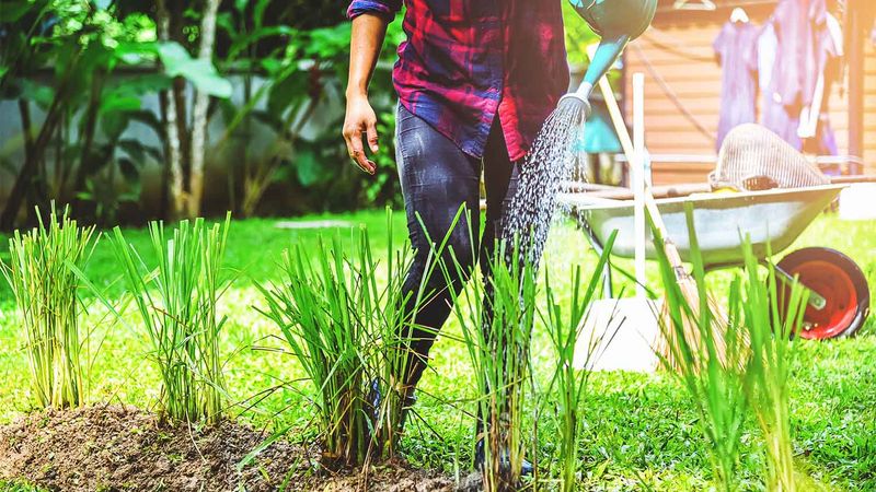 Deep Morning Watering Helps Lemongrass Grow Faster