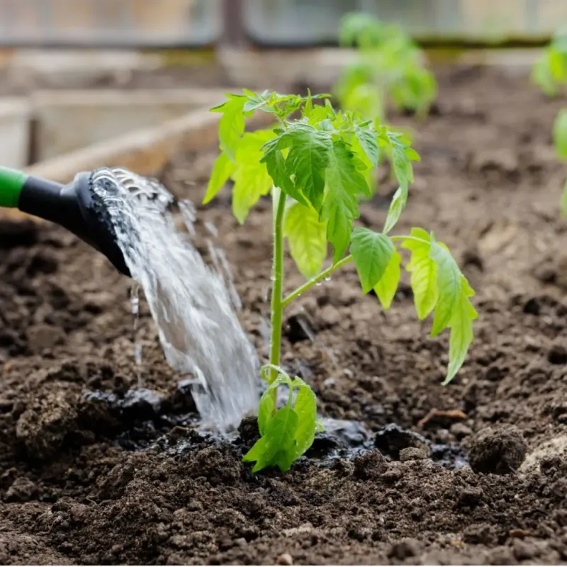 Deep Morning Watering Helps Plants Stay Cooler