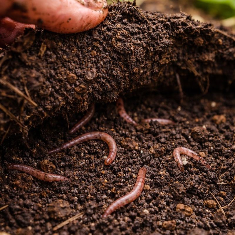 Deep Mulch Helps Earthworms Loosen Soil Naturally