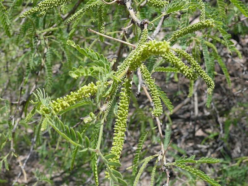 Deep Roots Cope Better With Long Dry Spells
