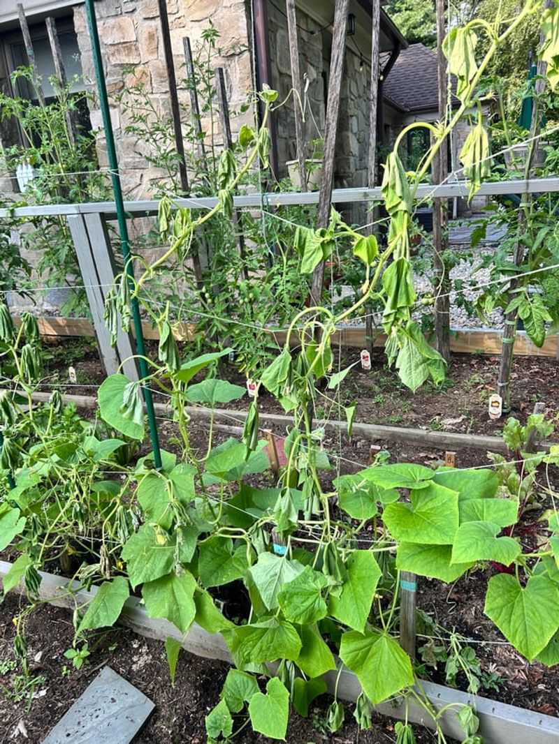 Deep Shade Stops Cucumbers From Producing Well In North Carolina