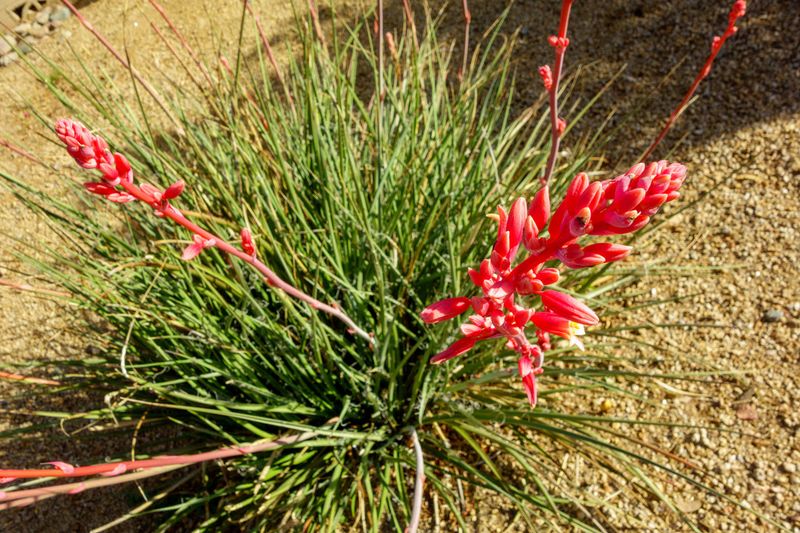 Deep Soaking Supports Stronger Desert Growth Deep Soaking Supports Stronger Desert Growth