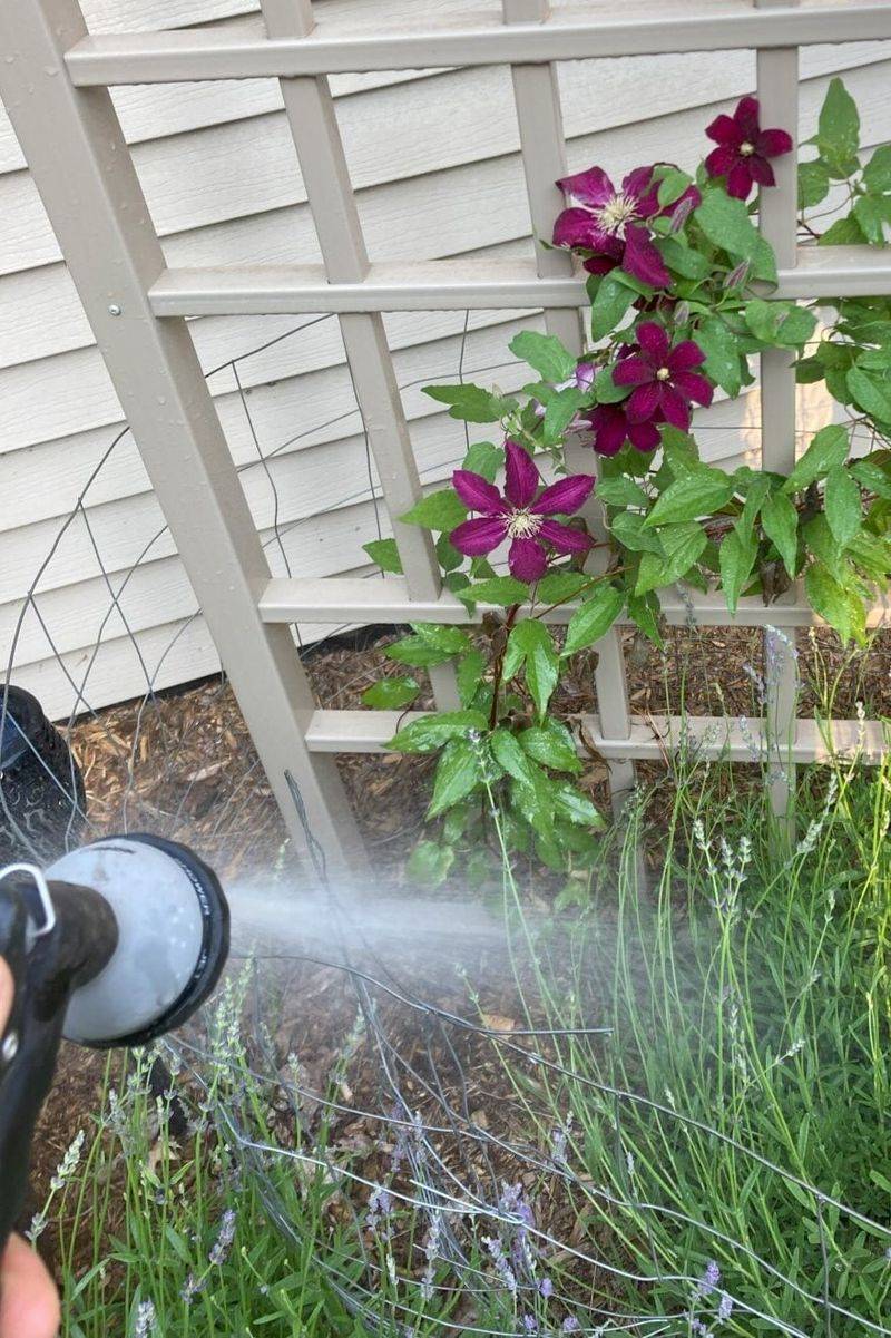 Deep Watering After Feeding Helps Nutrients Reach The Roots Deep Watering After Feeding Helps Nutrients Reach The Roots