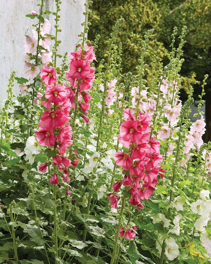Deep Watering Encourages Stronger Hollyhock Roots