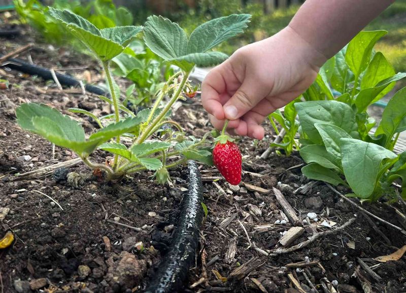 Deep Watering Encourages Stronger Root Growth In Dry Soil