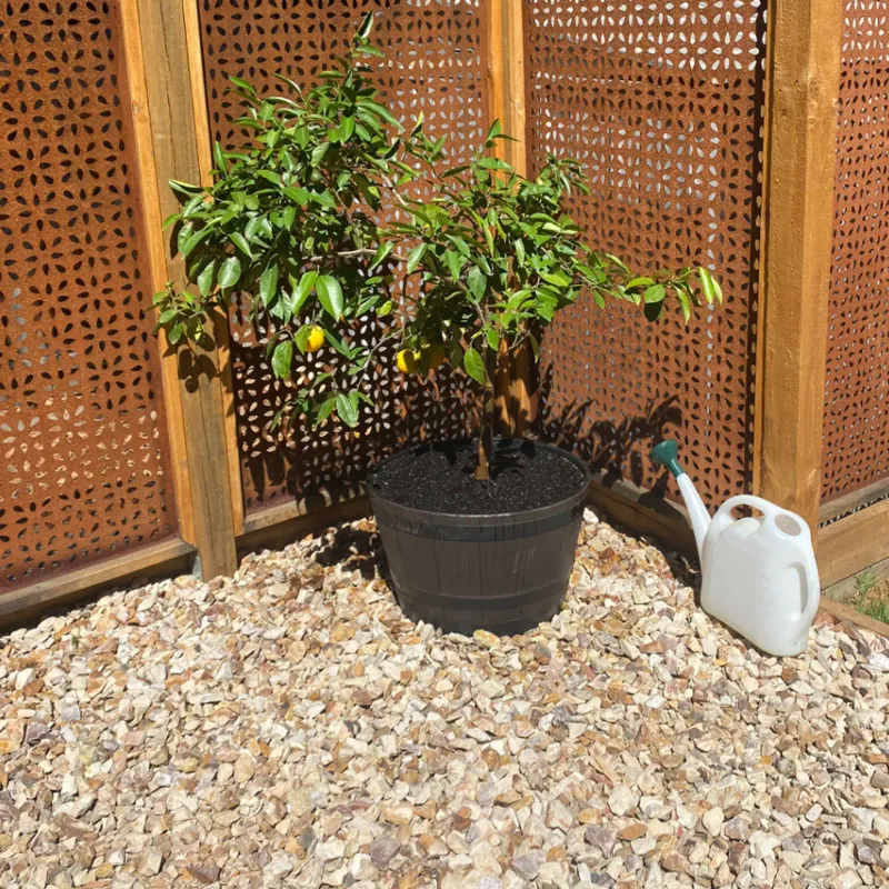 Deep Watering Encourages Stronger Roots Before Extreme Heat Deep Watering Encourages Stronger Roots Before Extreme Heat