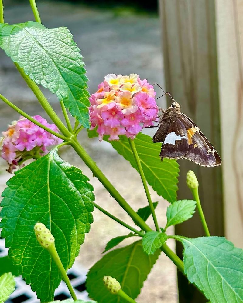 Deep Watering Encourages Stronger Summer Growth