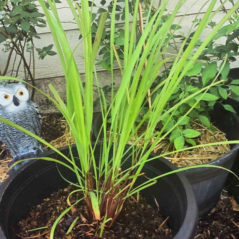 Deep Watering Encourages Taller And Fuller Growth
