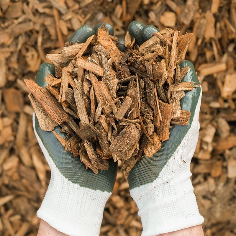 Mulch Helps A Michigan Sugar Maple Hold Moisture