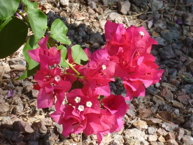 Deep Watering Helps During Hot May Weather