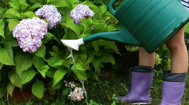Deep Watering Helps Hydrangeas Handle Summer Heat Deep Watering Helps Hydrangeas Handle Summer Heat
