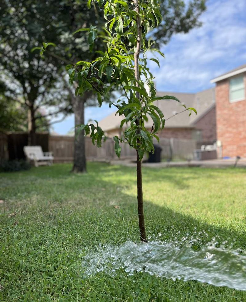 Deep Watering Helps Peach Trees Handle Heat