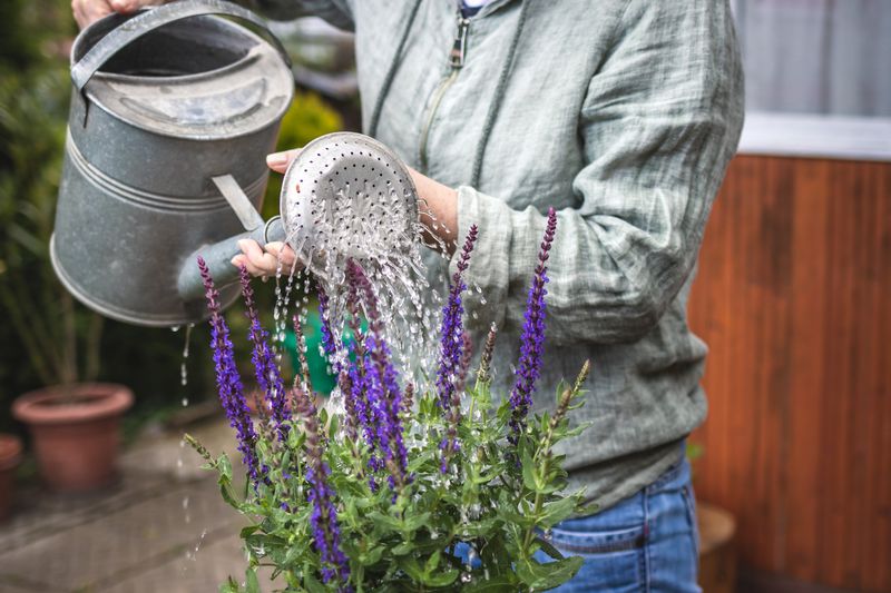 Deep Watering Helps Plants Handle Rising Summer Heat