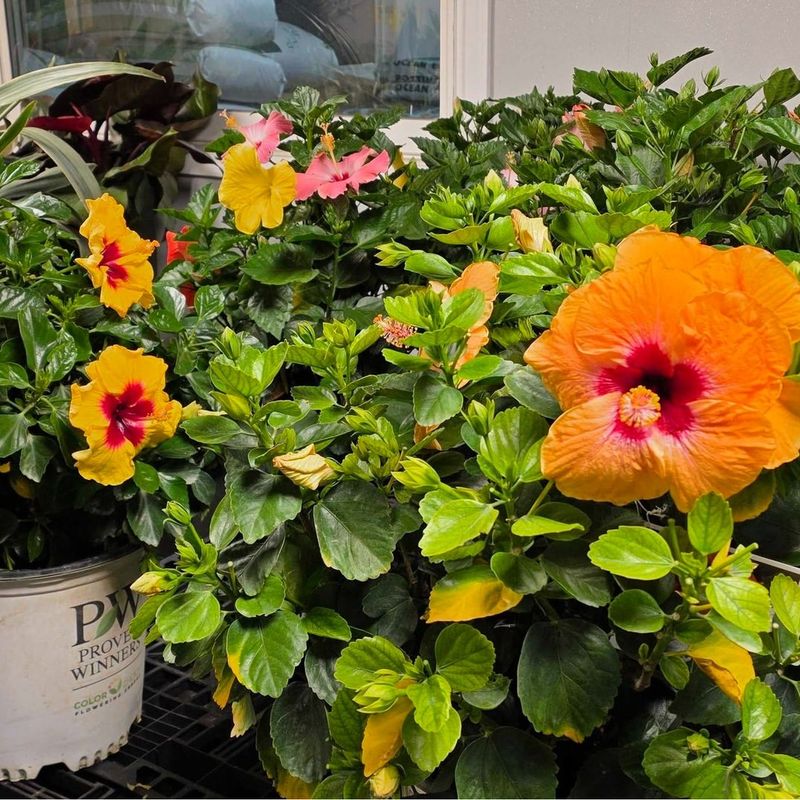 Deep Watering Helps Roots Stay Strong In Dry Conditions