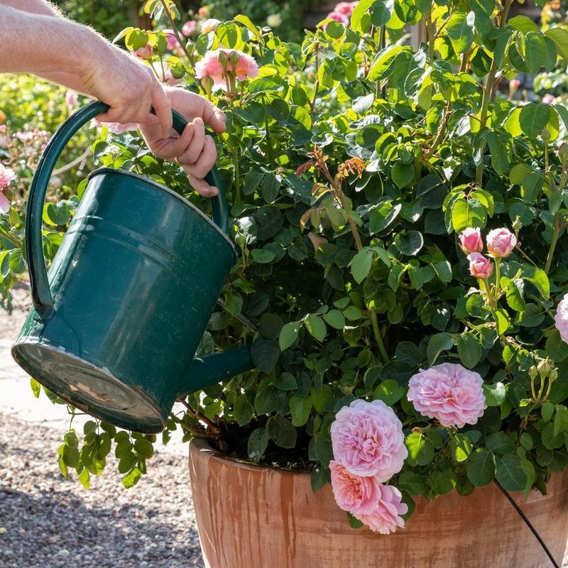Deep Watering Helps Roots Stay Strong Longer