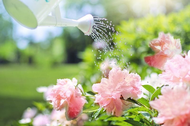 Deep Watering Matters As Heat Builds