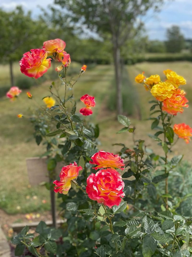 Deep Watering Prepares Roses For Intense Summer Heat