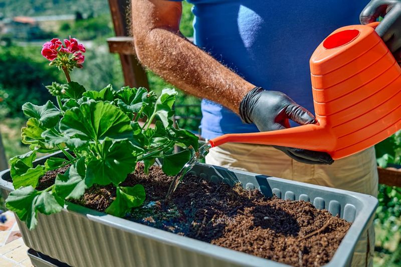 Deep Watering Supports Stronger Roots Before Summer