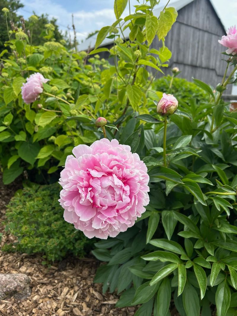 Deep Watering Supports Stronger Spring Growth