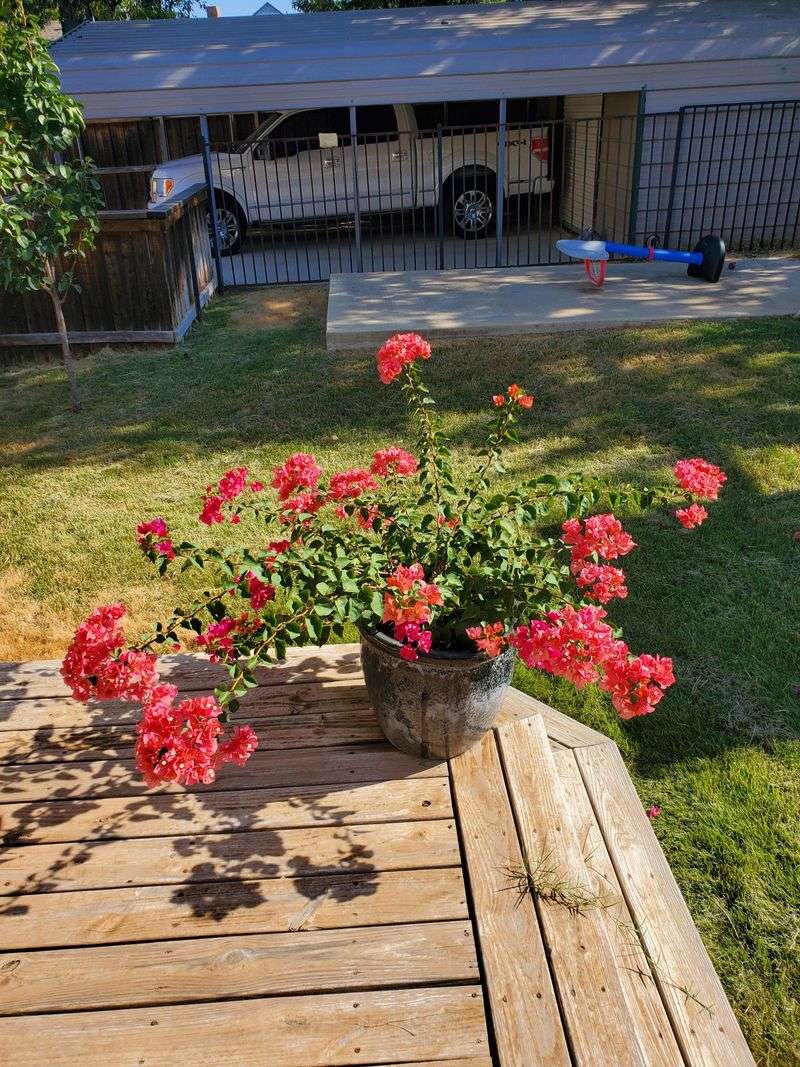 Deep Watering Works Better Than Frequent Sprinkles