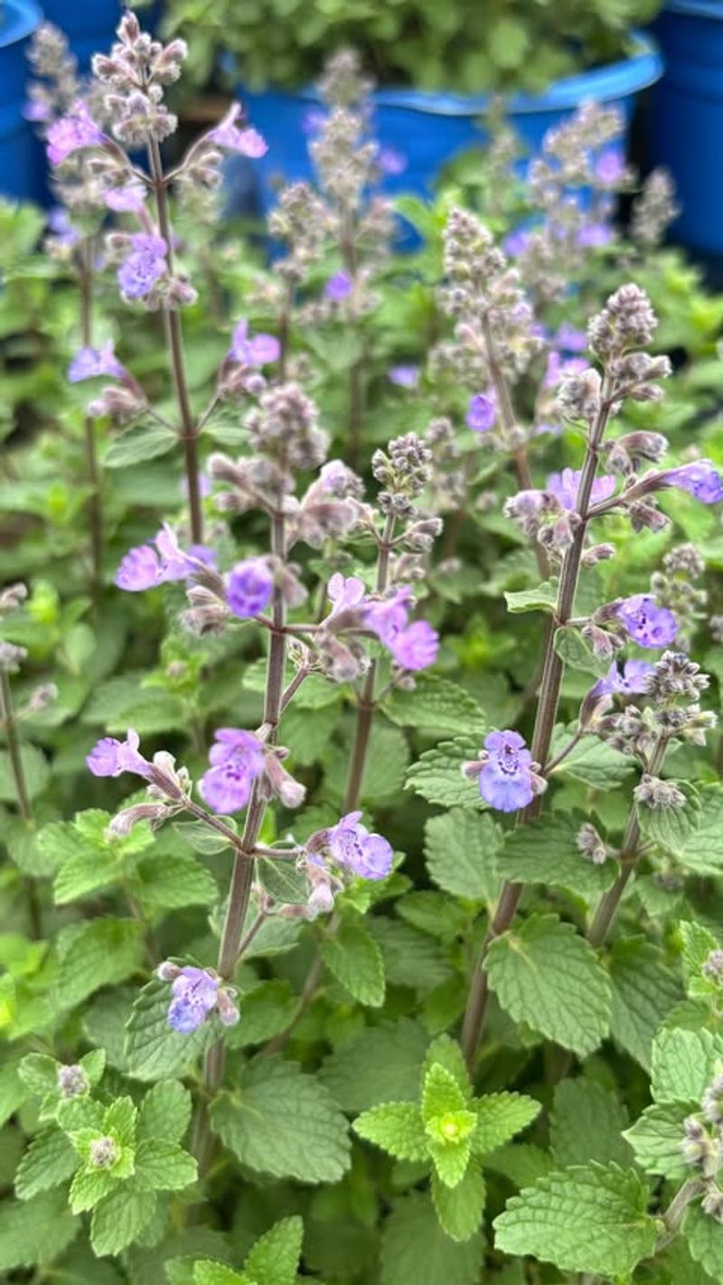 Deer And Rabbits Usually Leave Catmint Alone Deer And Rabbits Usually Leave Catmint Alone