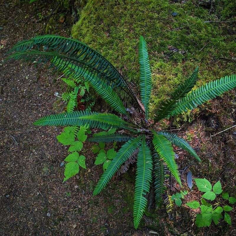Deer Fern Deer Fern