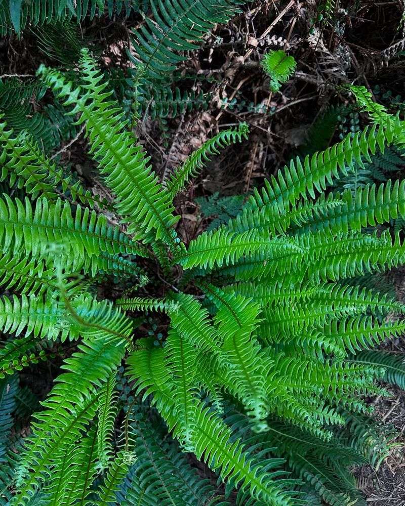 Deer Fern Deer Fern