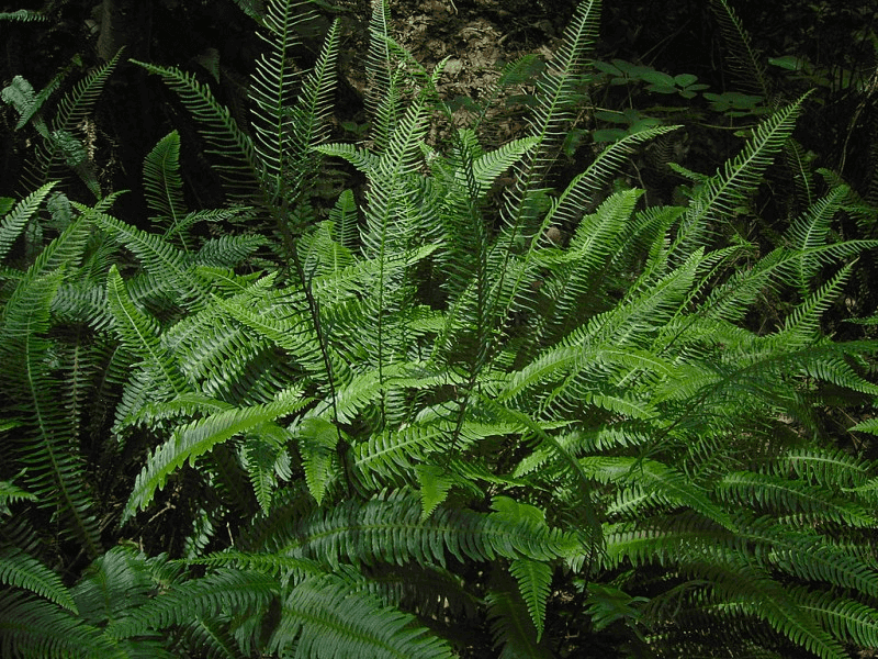 Deer Fern Stands Out In Fresh Rainy Weather