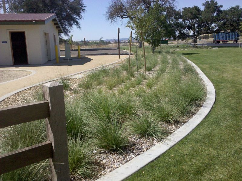 Deer Grass