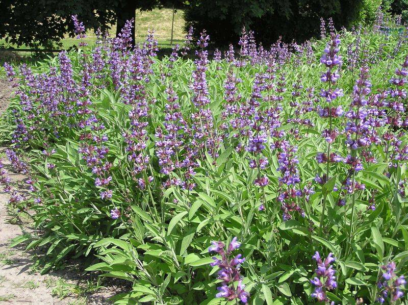 Deer Usually Leave Established Sage Plants Alone