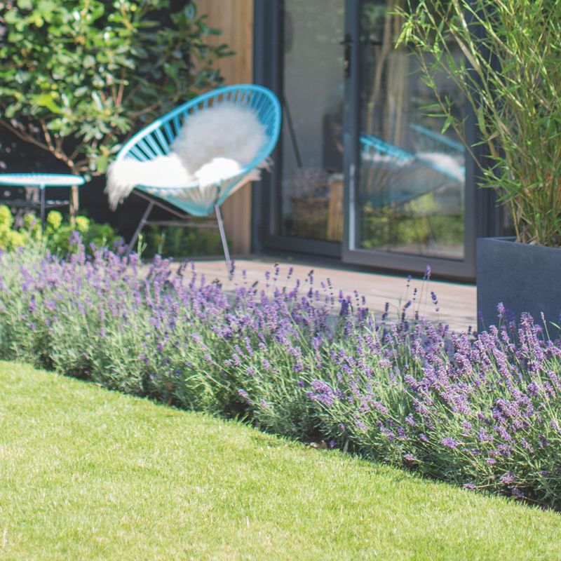 Deer Usually Leave Lavender Alone