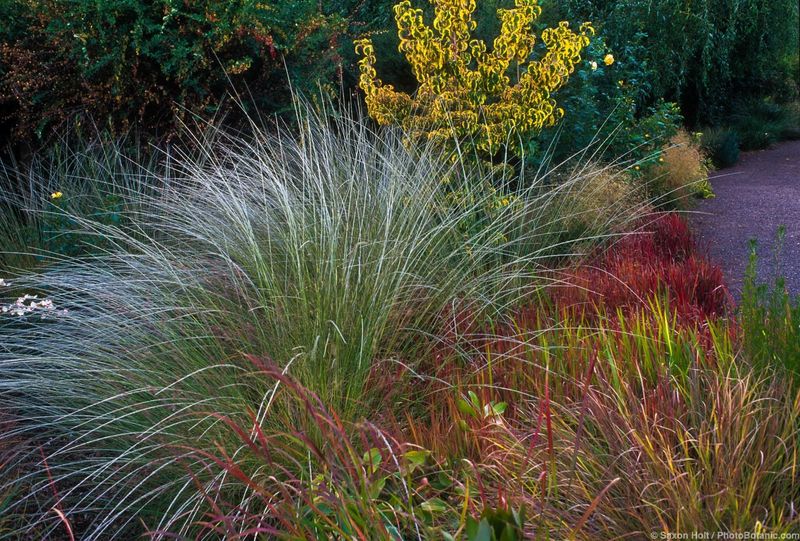 Deergrass Helps Fill Space Without Tender Roots