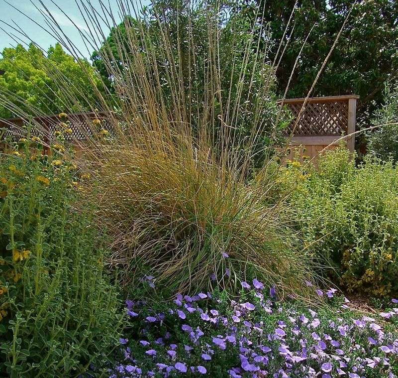 Deergrass