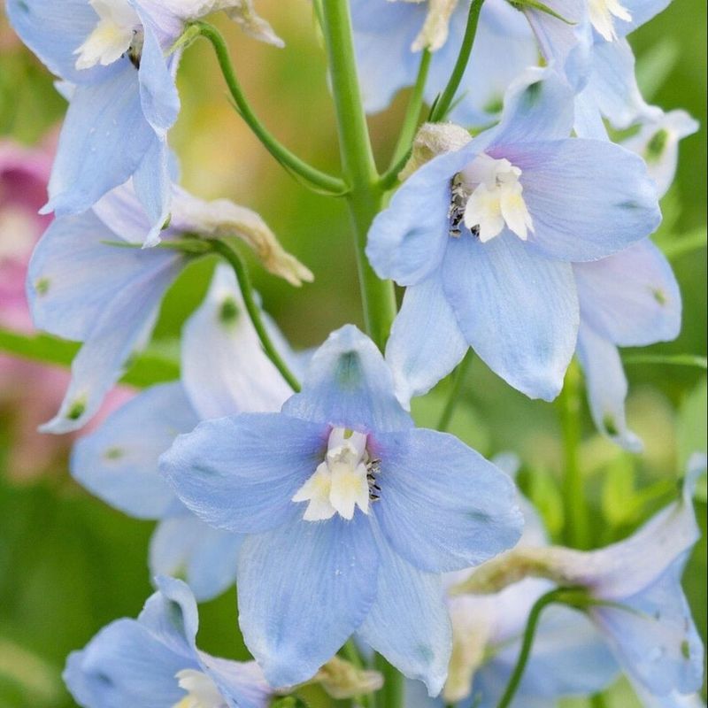 Delphiniums Add Bold Color To Cooler Ohio Summers Delphiniums Add Bold Color To Cooler Ohio Summers