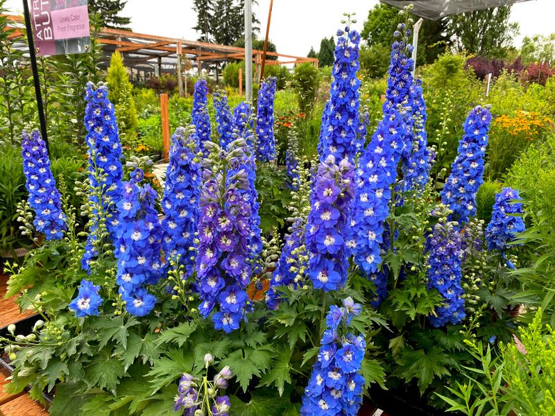 Delphiniums