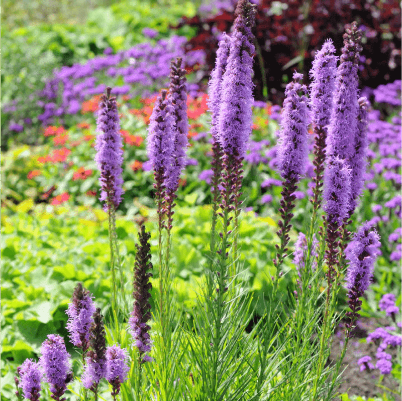 Dense Blazing Star Adds Vertical Drama Easily