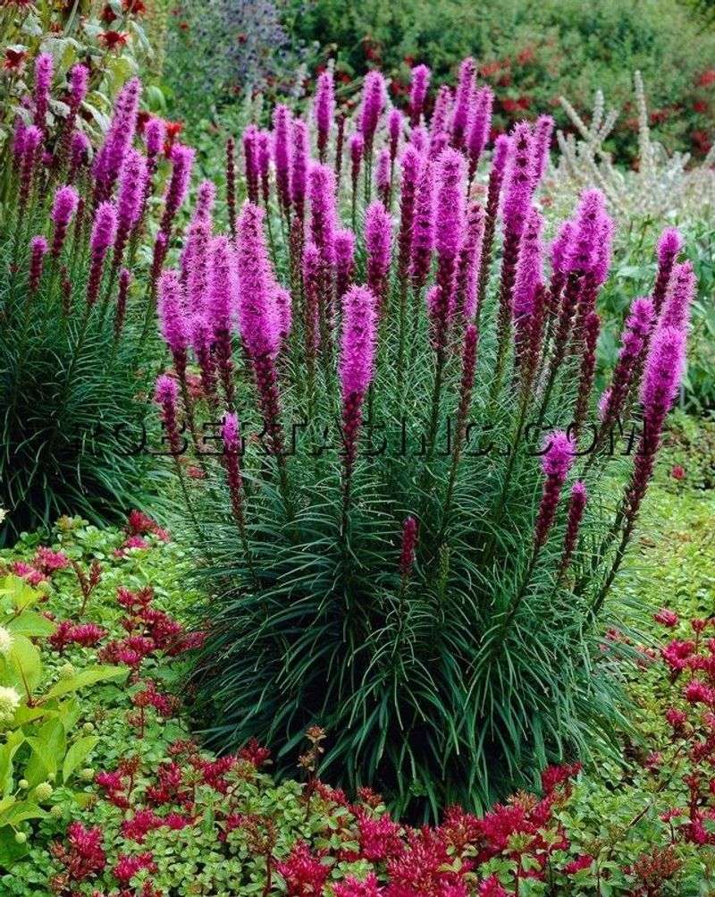 Dense Blazing Star (Liatris Spicata)