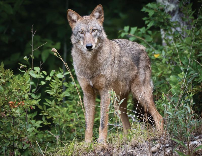 Dense Brush Gives Coyotes More Places To Hide