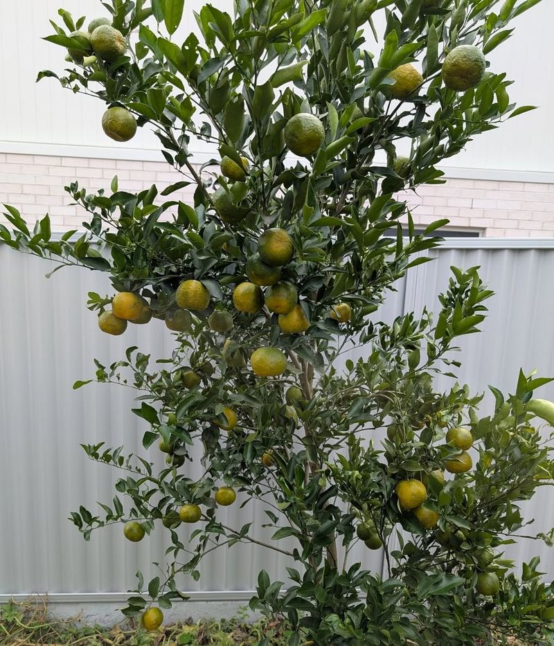 Dense Canopies Shield Developing Fruit From Damage Dense Canopies Shield Developing Fruit From Damage