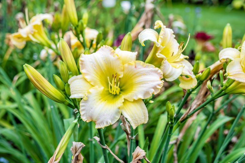 Dense Centers Become Less Vigorous Over Time