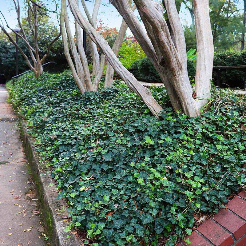 Dense English Ivy Creates Perfect Tick Habitat Around Homes
