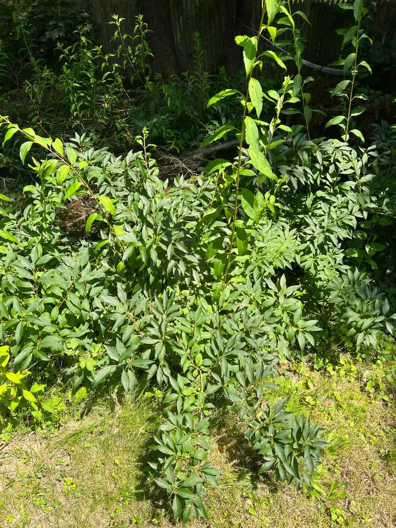 Dense Garden Growth Gives Mosquitoes Cool Resting Spots Dense Garden Growth Gives Mosquitoes Cool Resting Spots
