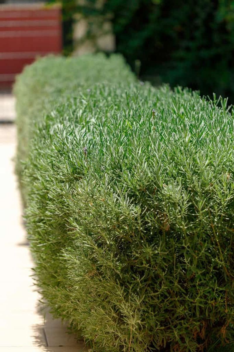 Dense Growth Can Soften Bare Fence Lines Naturally
