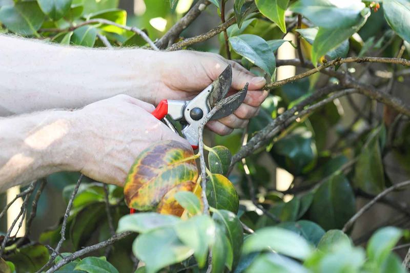 Dense Interior Branches Can Trap Excess Moisture