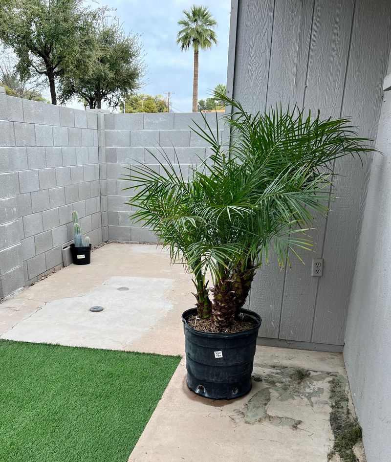 Dense Palm Growth Creates Easy Hiding Areas Above Ground Dense Palm Growth Creates Easy Hiding Areas Above Ground