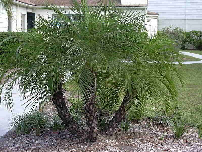 Dense Palm Skirts Hold Shade Close To The Trunk