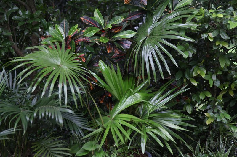 Dense Plants Give It Perfect Ambush Cover